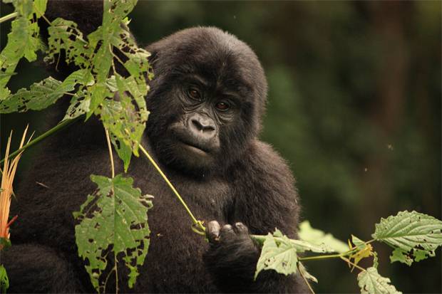 mountain gorillas Uganda 4 days Gorilla safari