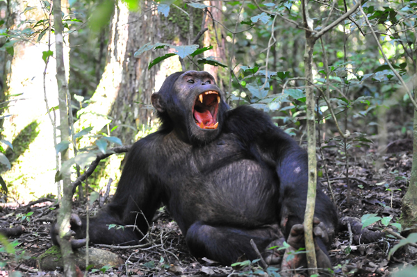 chimpanzees kibale