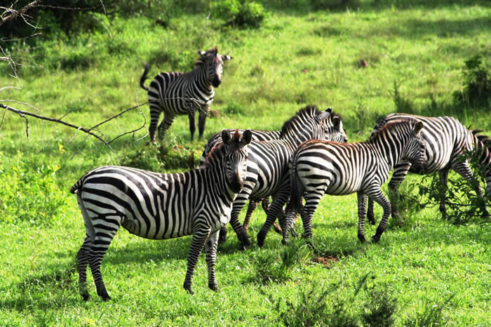 Zebras in Lake mburo