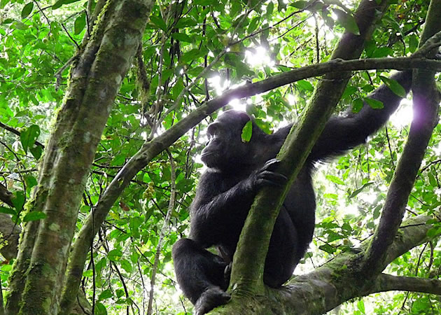 Chimpanzee Tracking in Kibale