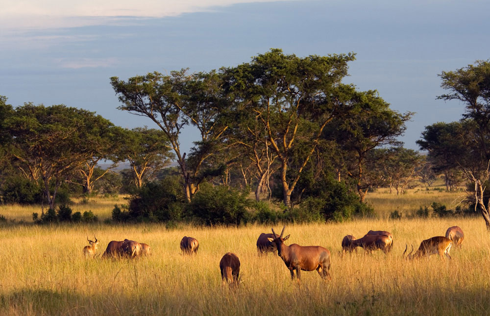 Image result for uganda national parks