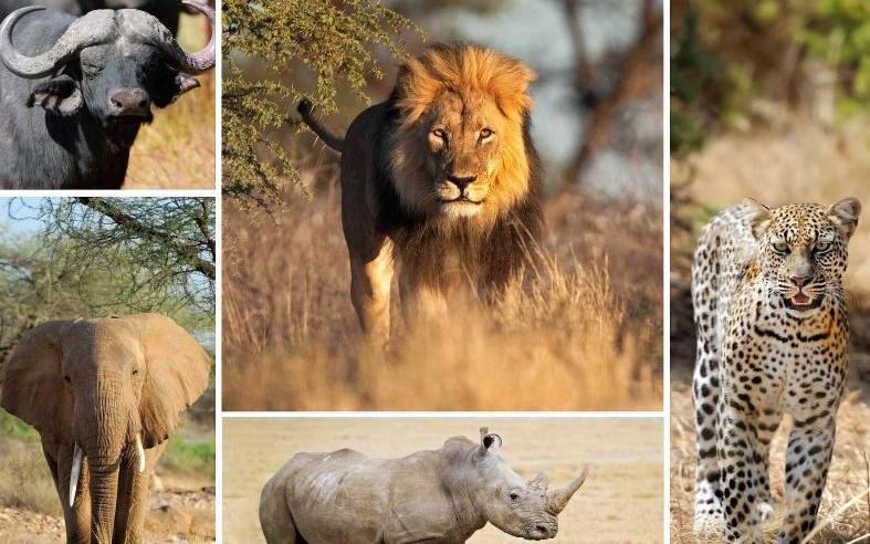 Africa's Big Five - Big Five Animals ,Africa Wildlife Tours