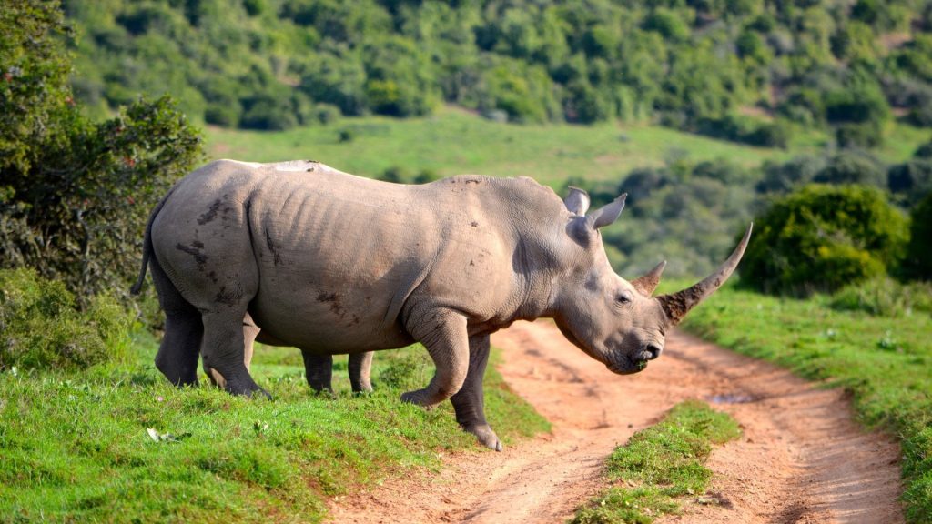 Rhinos in Serengeti National Park 