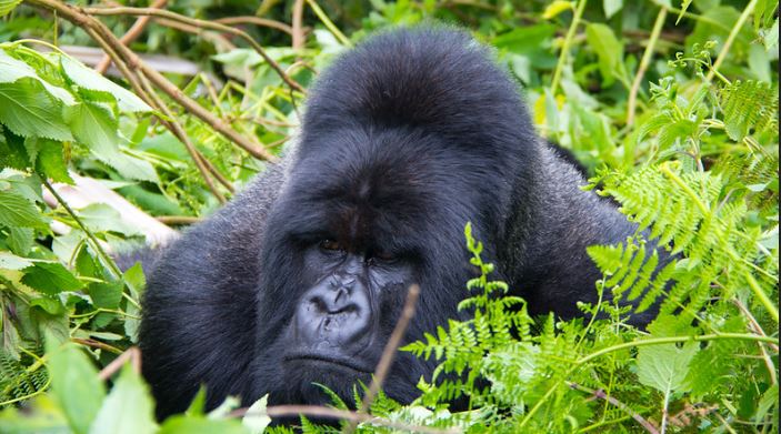 gorilla trekking safdaris