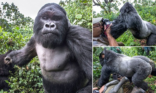 What to do when a gorilla charges