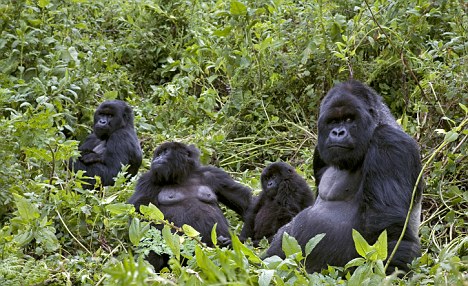The endangered Gorillas