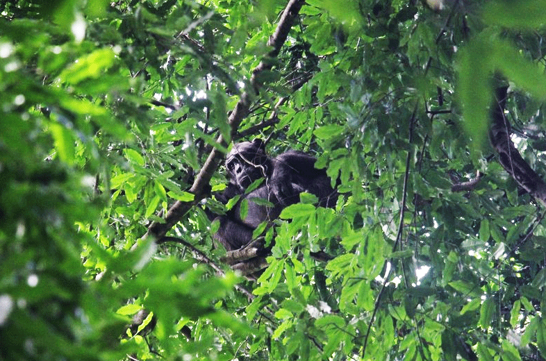 Chimpanzee Trekking in Budongo Forest