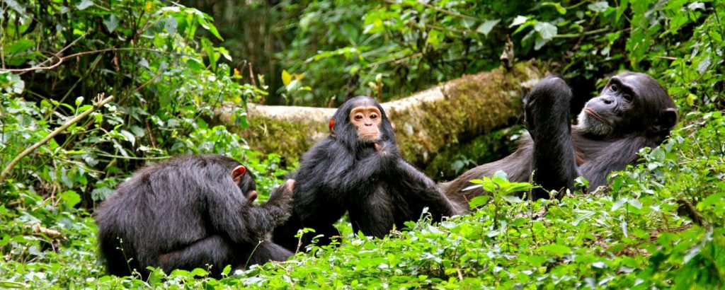 Chimpanzee habituation