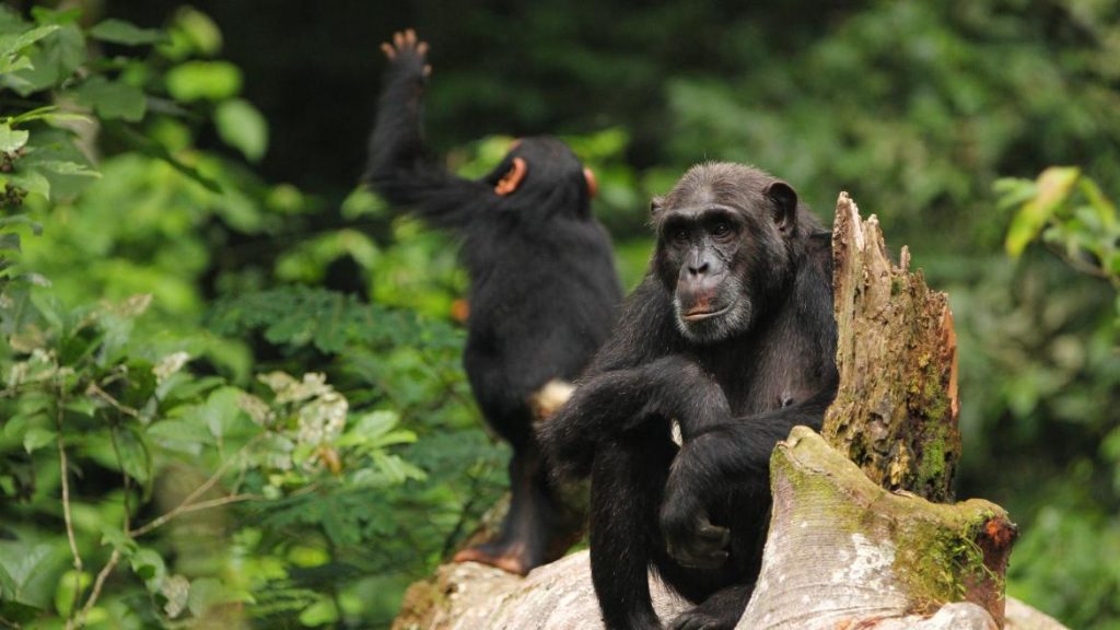 Chimpanzee Trekking in Queen Elizabeth National Park
