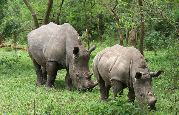 Rhino Trekking in Ziwa Rhino Sanctuary